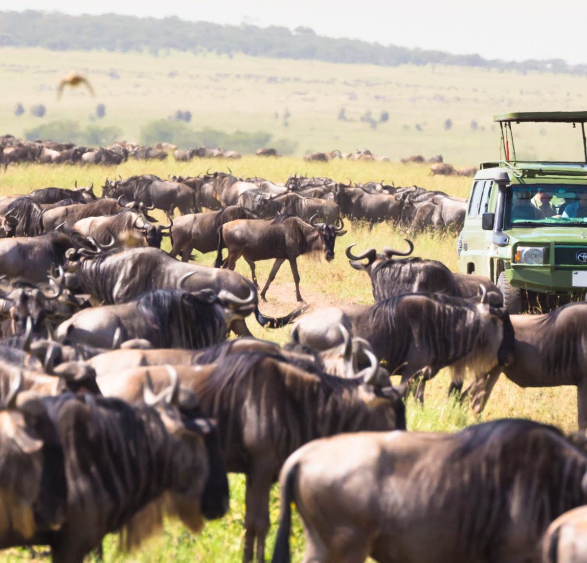 Safari To Lake Manyara, Maasai Mara National Reserve, Camping Safari