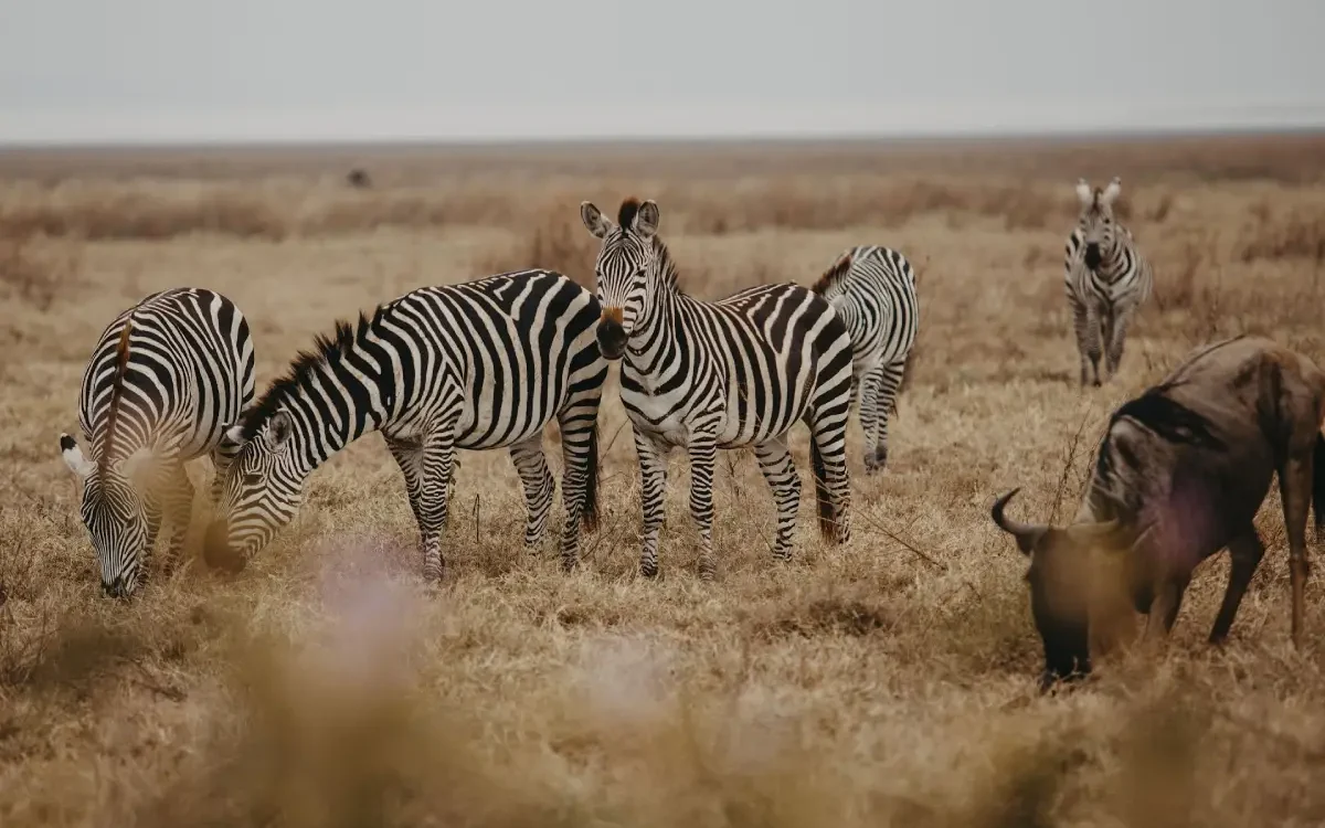 serengeti-horse-riding-safari-adventure-3